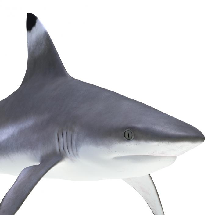 Blacktip Reef Shark 3D model