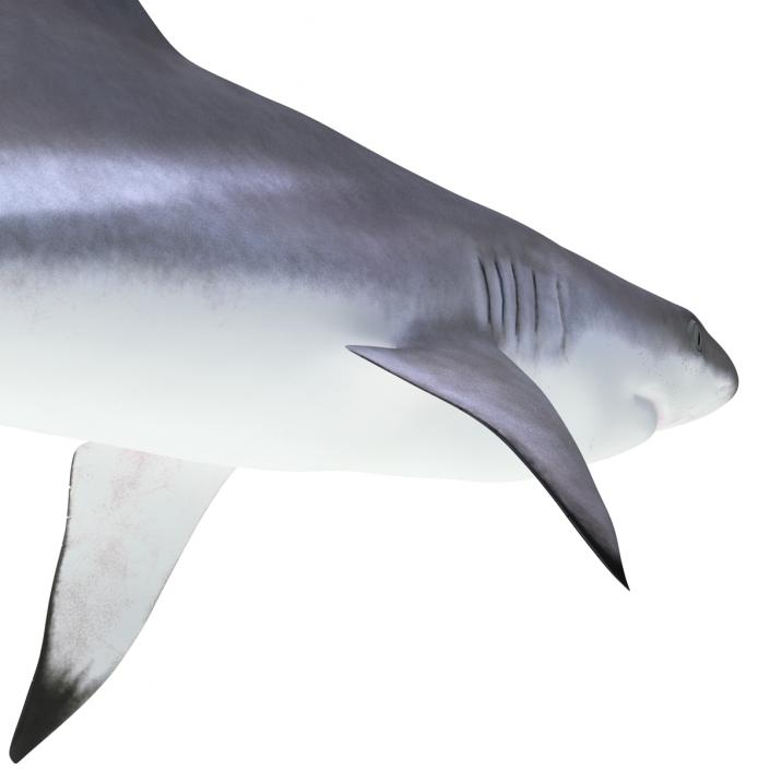 Blacktip Reef Shark 3D model