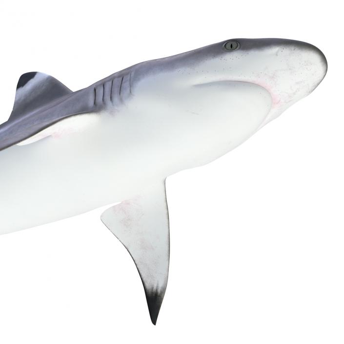 Blacktip Reef Shark 3D model