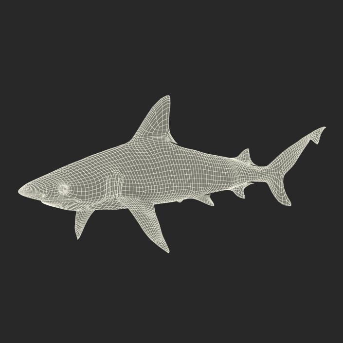 Blacktip Reef Shark 3D model