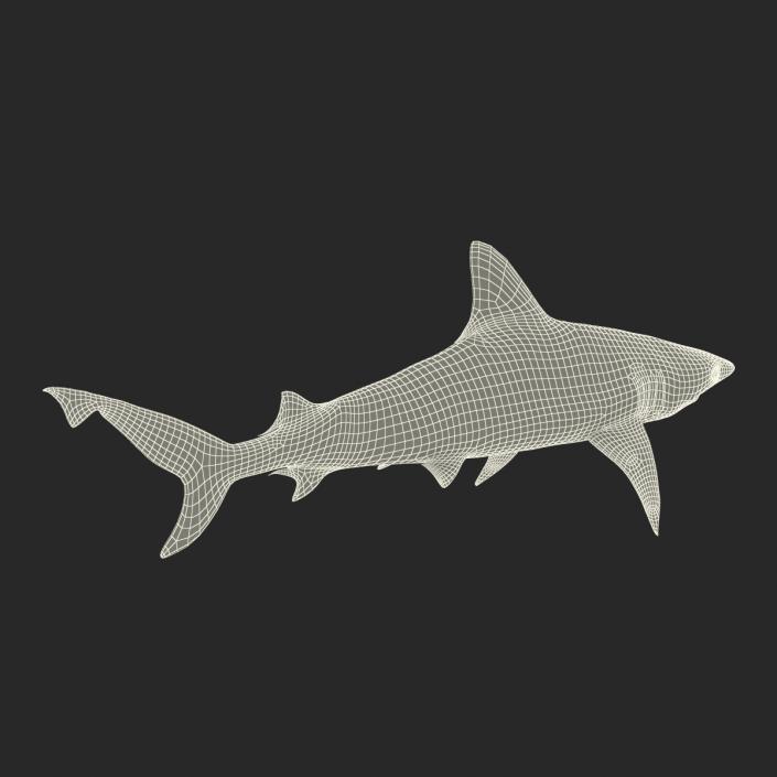 Blacktip Reef Shark 3D model