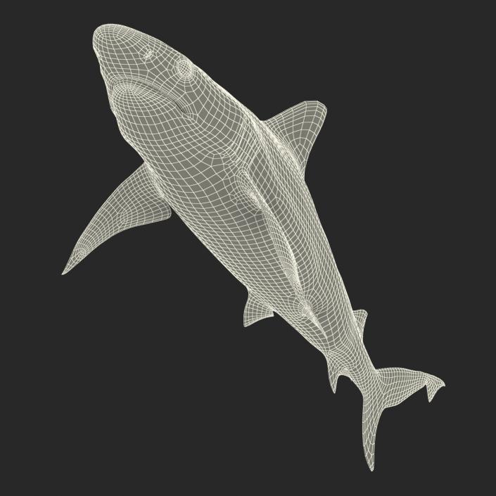 Blacktip Reef Shark 3D model