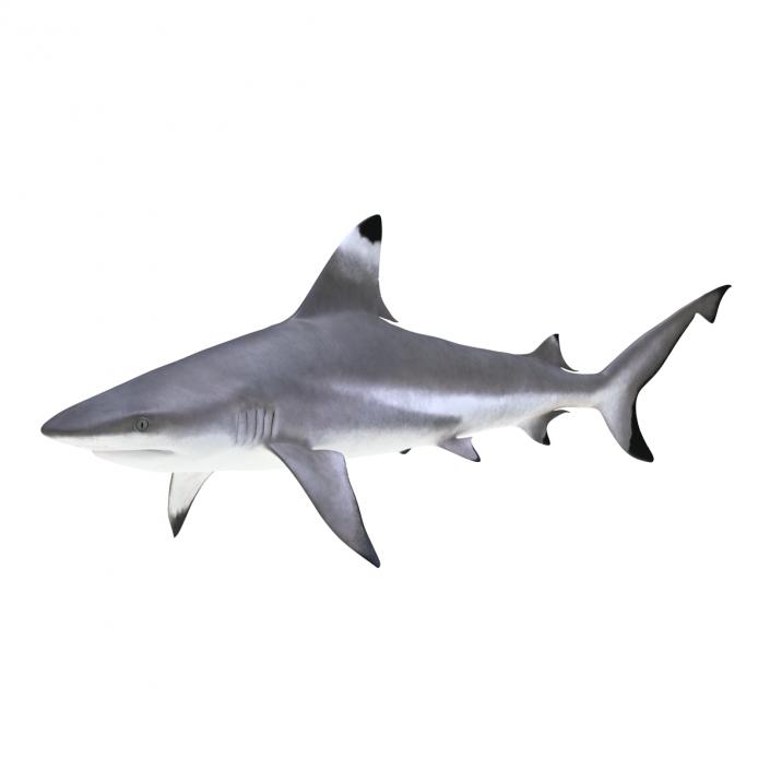 3D Blacktip Reef Shark Rigged