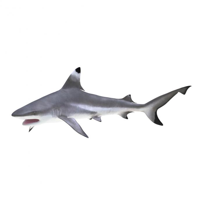 3D Blacktip Reef Shark Rigged