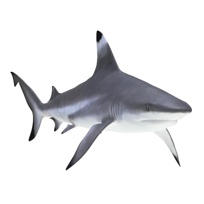 3D Blacktip Reef Shark Rigged