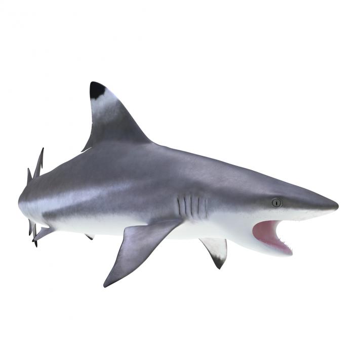 3D Blacktip Reef Shark Rigged