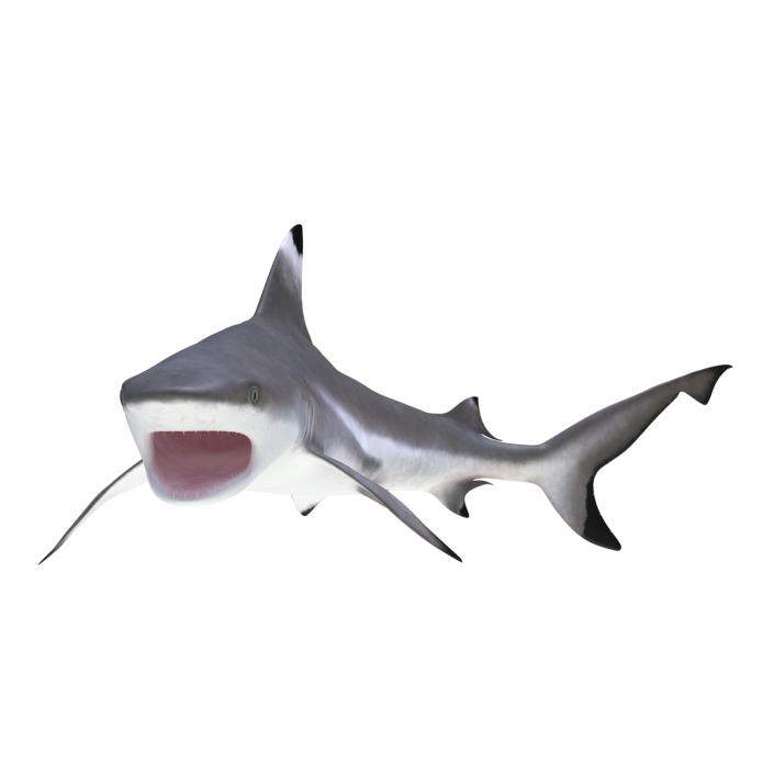 3D Blacktip Reef Shark Rigged