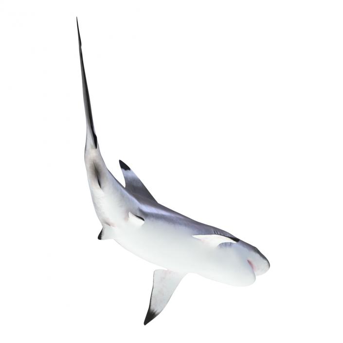 3D Blacktip Reef Shark Rigged