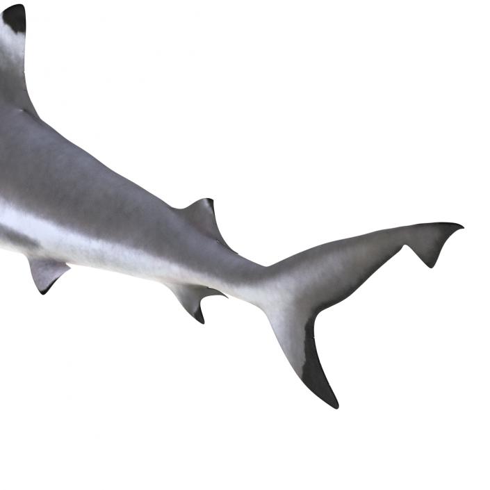 3D Blacktip Reef Shark Rigged