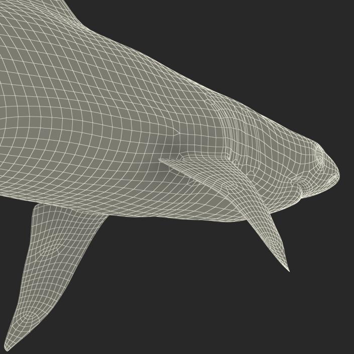 3D Blacktip Reef Shark Rigged