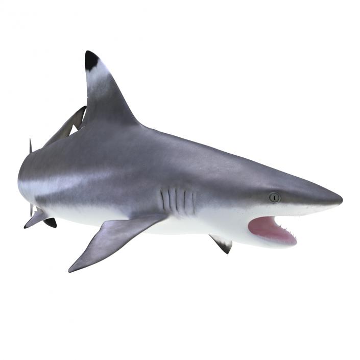 3D Blacktip Reef Shark Pose 2