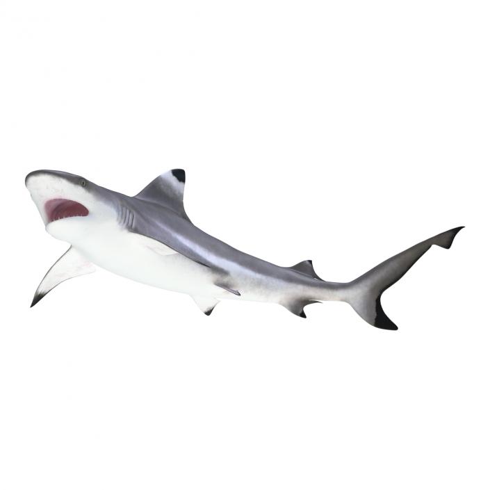 3D Blacktip Reef Shark Pose 2