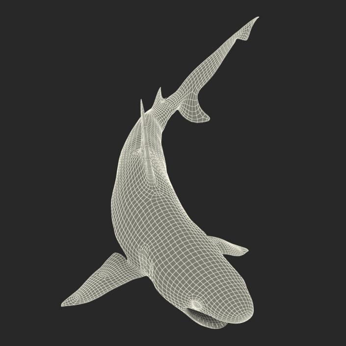 3D Blacktip Reef Shark Pose 2