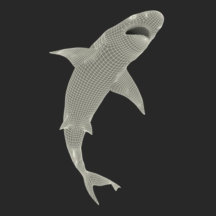 3D Blacktip Reef Shark Pose 2