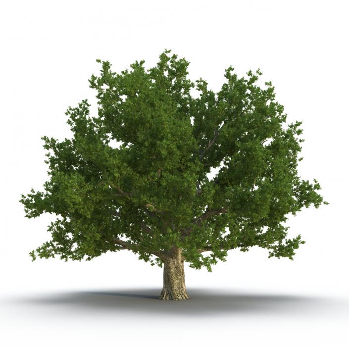 3D Red Oak Old Tree Summer model