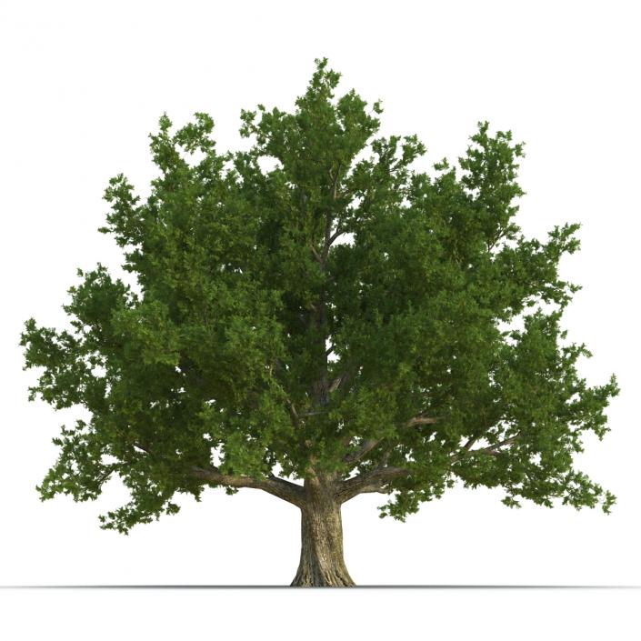 3D Red Oak Old Tree Summer model