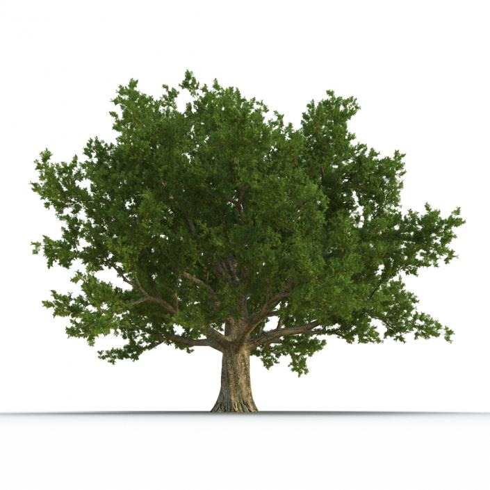 3D Red Oak Old Tree Summer model