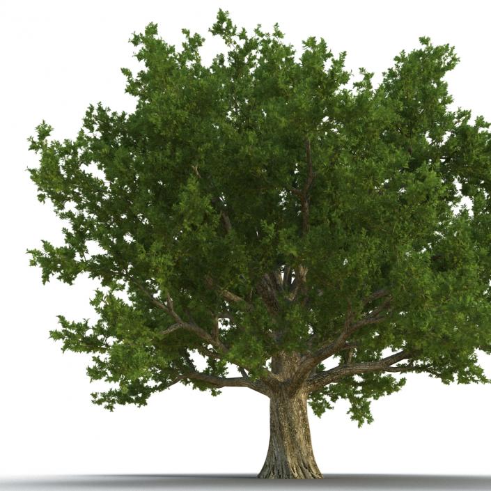 3D Red Oak Old Tree Summer model