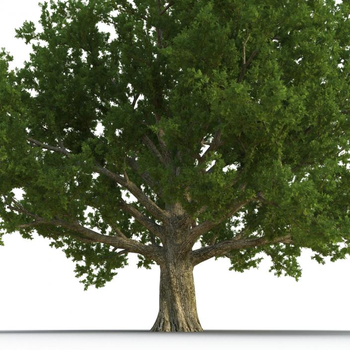 3D Red Oak Old Tree Summer model