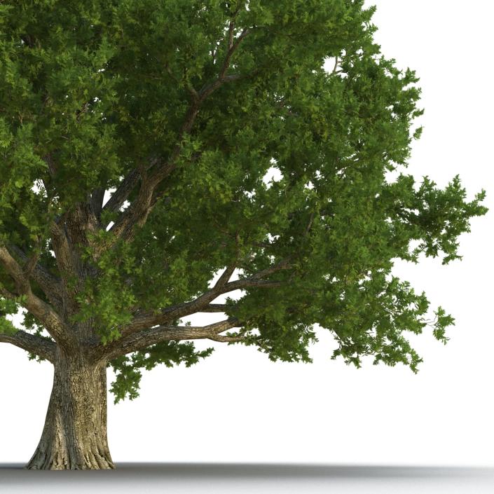 3D Red Oak Old Tree Summer model