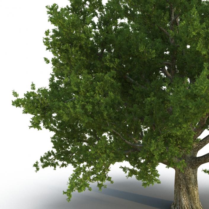 3D Red Oak Old Tree Summer model