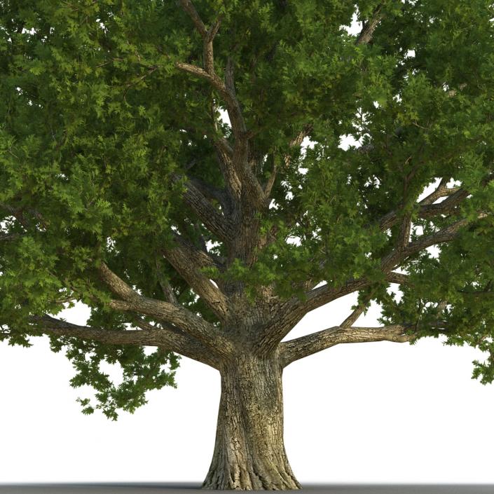 3D Red Oak Old Tree Summer model