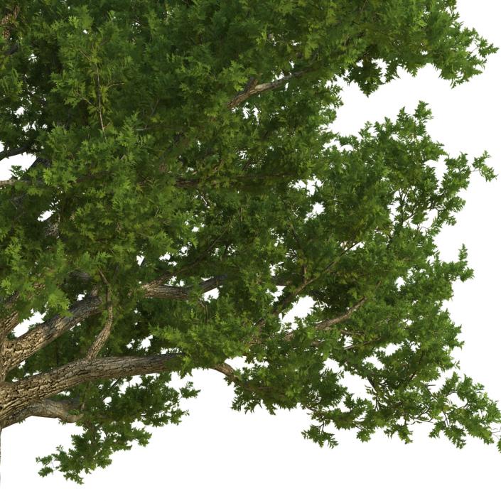 3D Red Oak Old Tree Summer model