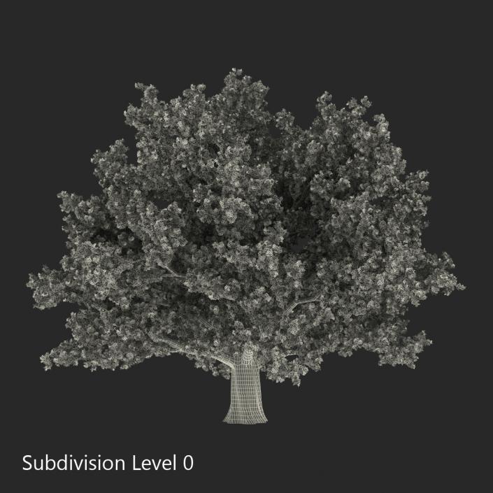 3D Red Oak Old Tree Summer model