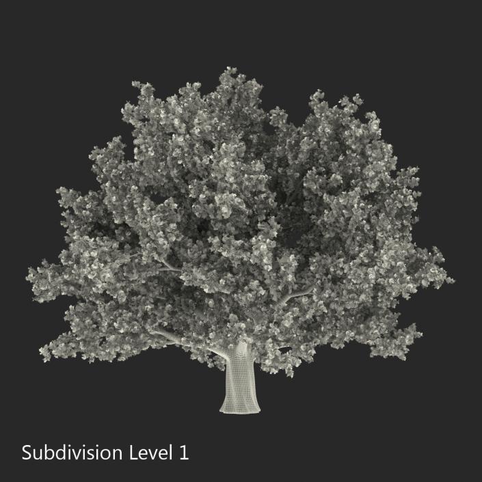 3D Red Oak Old Tree Summer model