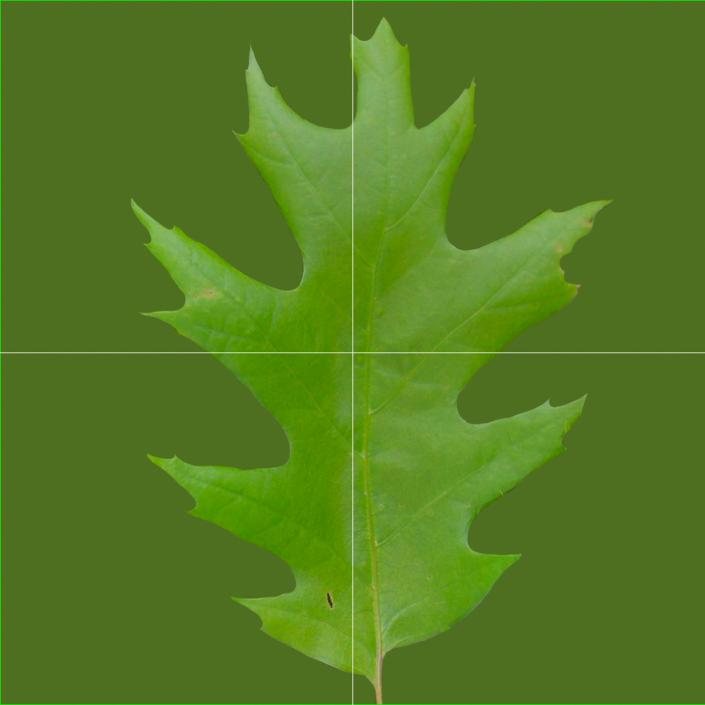 3D Red Oak Old Tree Summer model