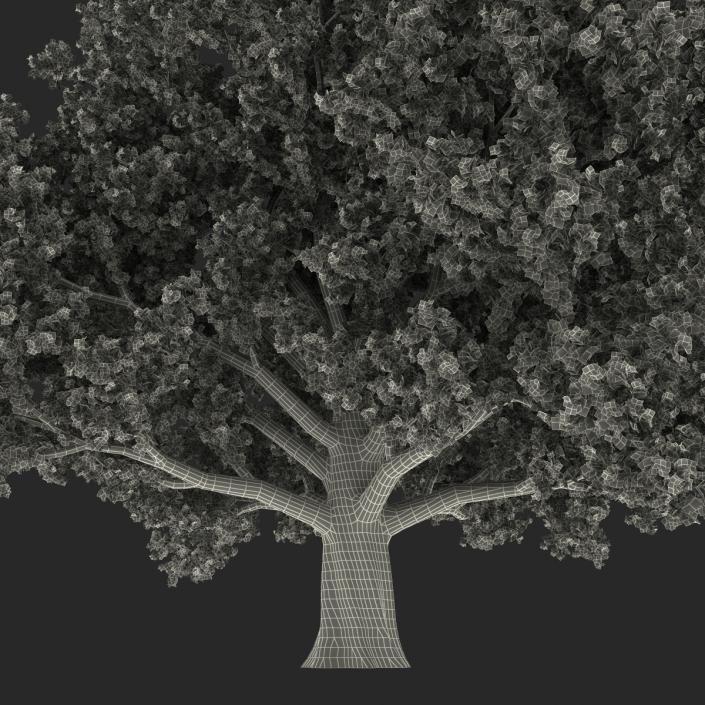 3D Red Oak Old Tree Summer model