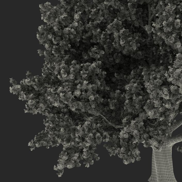 3D Red Oak Old Tree Summer model