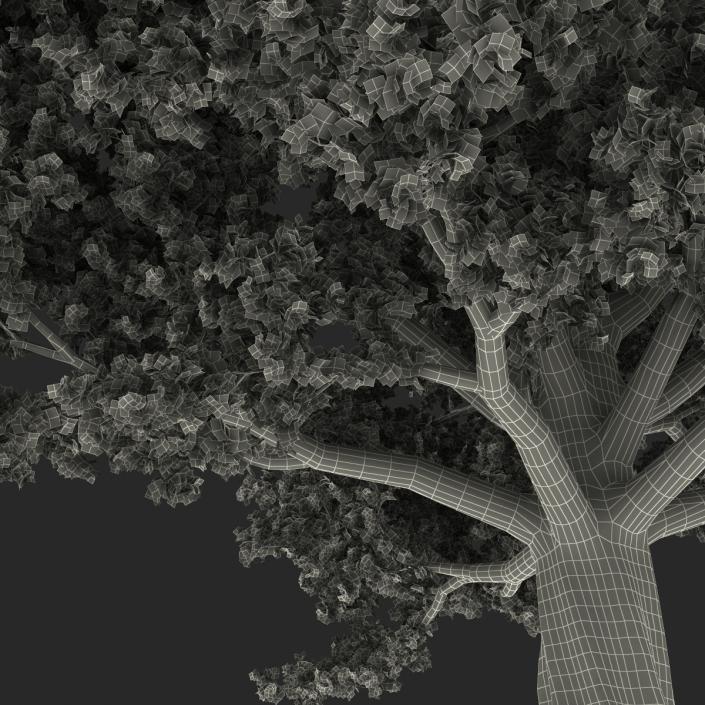 3D Red Oak Old Tree Summer model