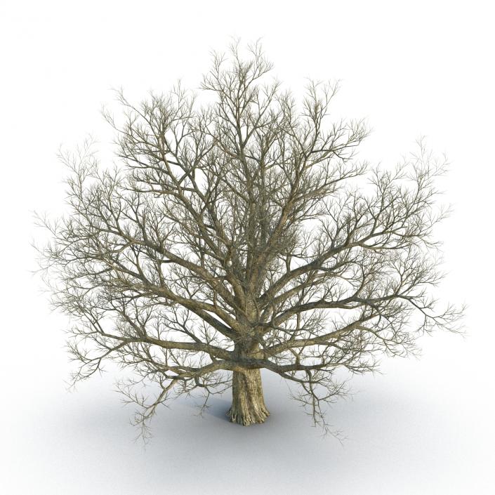 3D Red Oak Old Tree Winter model