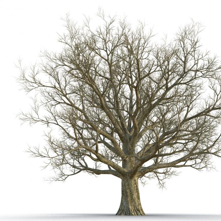 3D Red Oak Old Tree Winter model