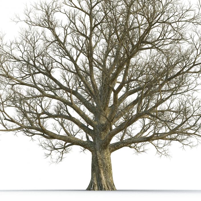 3D Red Oak Old Tree Winter model