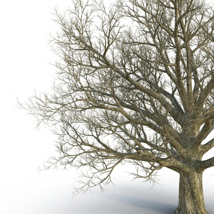 3D Red Oak Old Tree Winter model