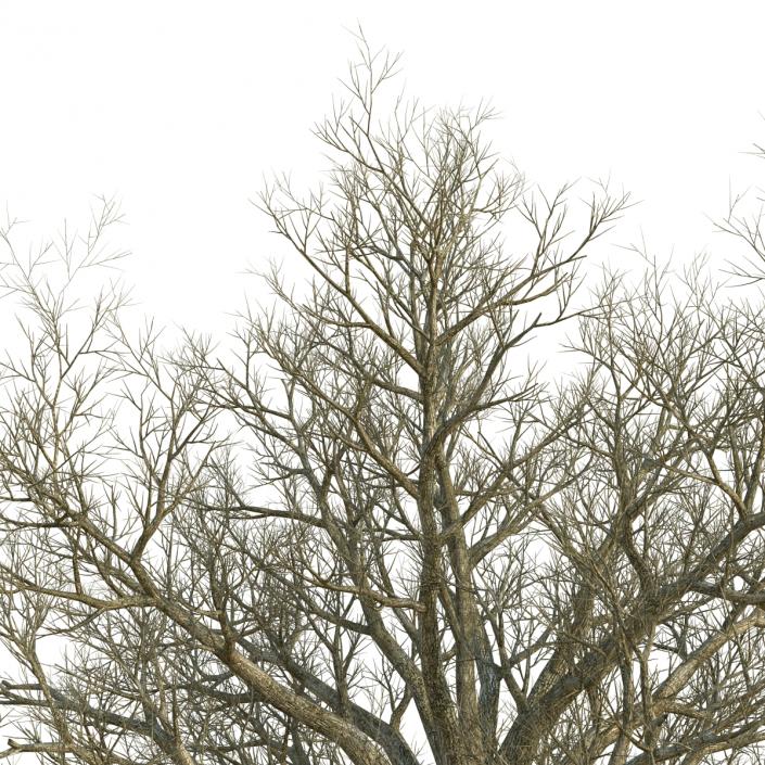 3D Red Oak Old Tree Winter model