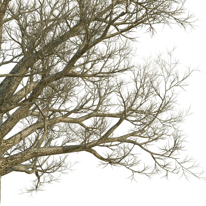 3D Red Oak Old Tree Winter model