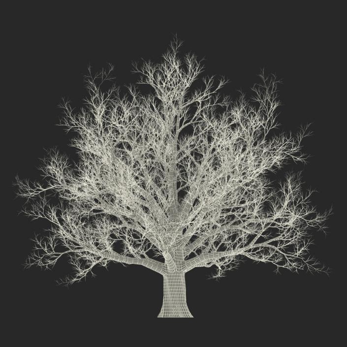 3D Red Oak Old Tree Winter model