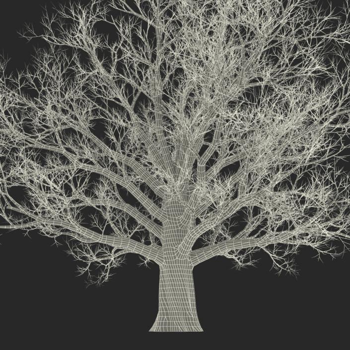 3D Red Oak Old Tree Winter model