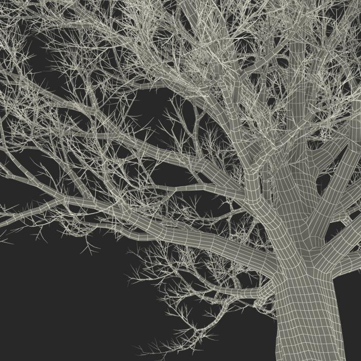 3D Red Oak Old Tree Winter model