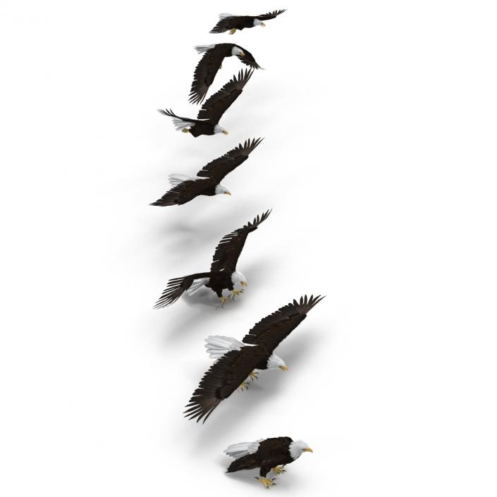 3D Bald Eagle Collection