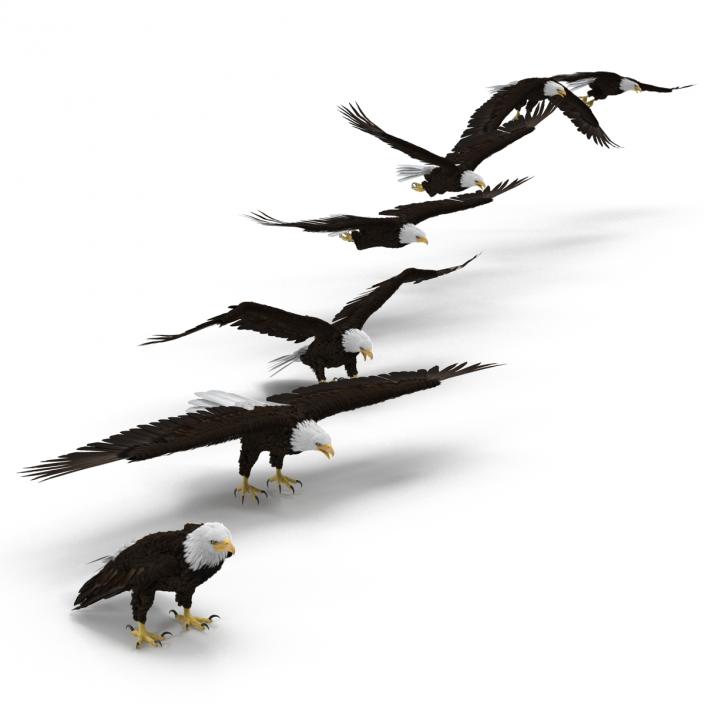 3D Bald Eagle Collection