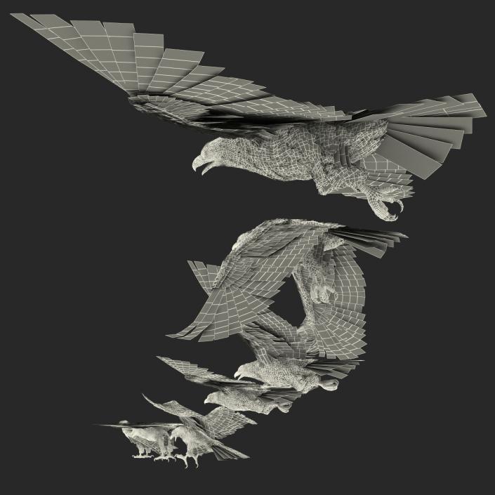 3D Bald Eagle Collection