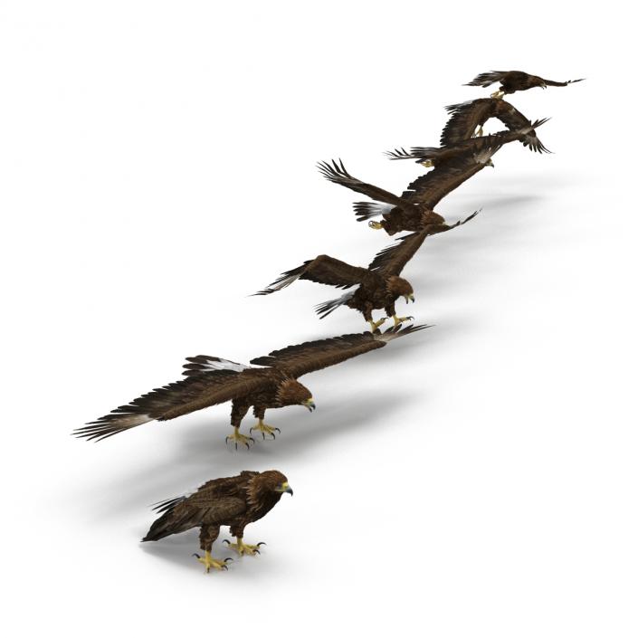 Eagles 3D Models Collection 3D