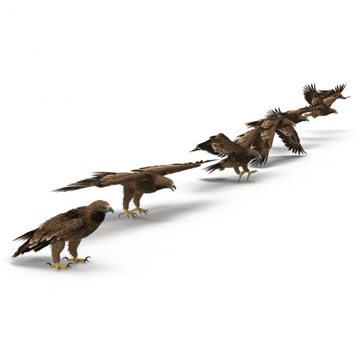 Eagles 3D Models Collection 3D