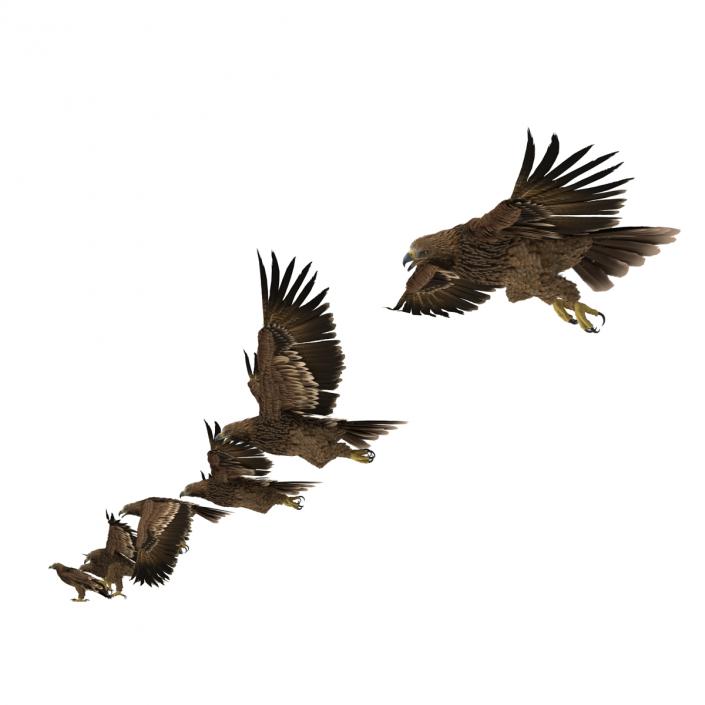 Eagles 3D Models Collection 3D