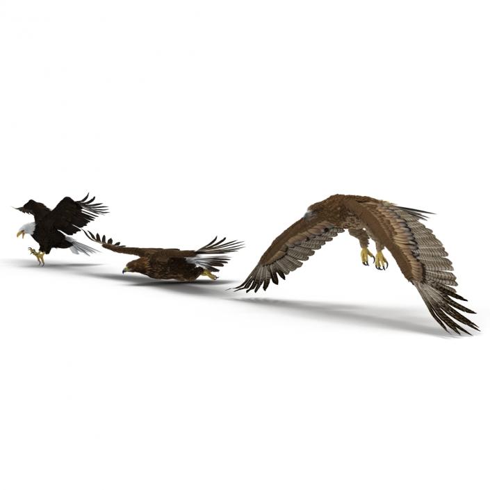 Rigged Eagles 3D Models Collection 3D model