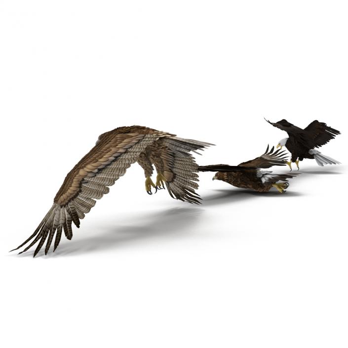 Rigged Eagles 3D Models Collection 3D model